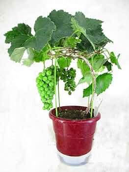 ぶどうの苗木　タノレッド　底面給水6寸鉢ごと 苗　植物 ぶどうの苗木 タノレッド 底面給水6寸鉢ごと 苗 植物 ぶどうの
